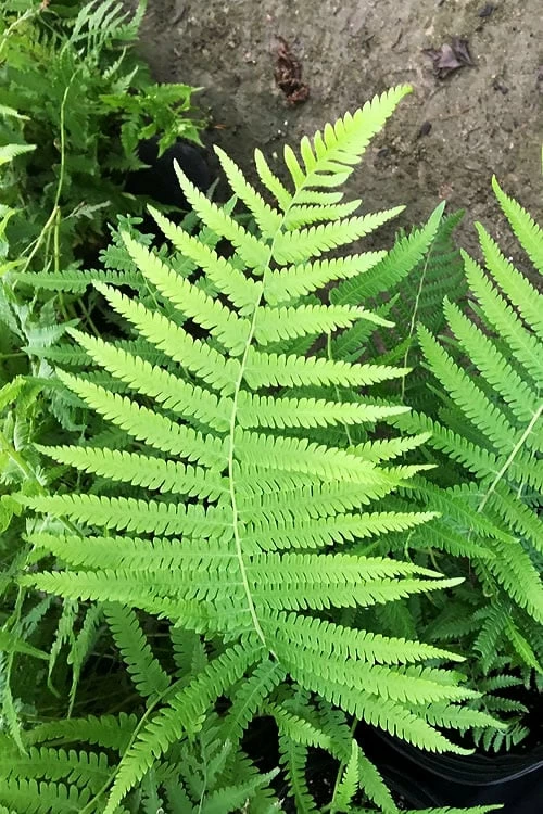 Southern Wood Fern (Thelypteris Kunthii) - 6 Pack Of 1 Gallon Pots 9 Southern Wood Fern (Thelypteris Kunthii) - 6 Pack Of 1 Gallon Pots - Image 9