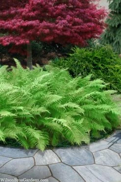 Southern Wood Fern (Thelypteris Kunthii) - 5 Pack Of Quart Pots