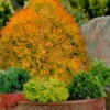Fire Chief Arborvitae - 3 Gallon Pot
