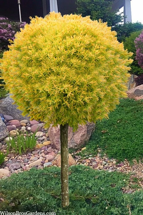 Sienna Sunset Arborvitae Topiary Tree - 3 Gallon Pot 1 Sienna Sunset Arborvitae Topiary Tree - 3 Gallon Pot