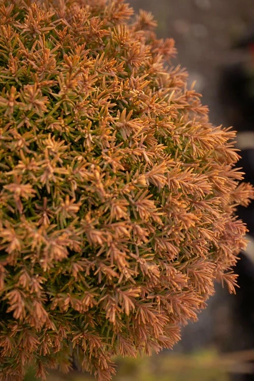 Sienna Sunset Arborvitae Topiary Tree - 3 Gallon Pot 4 Sienna Sunset Arborvitae Topiary Tree - 3 Gallon Pot - Image 4