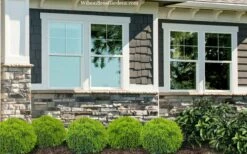 Danica Dwarf Globe Arborvitae - 1 Gallon Pot -Wilson Bros Gardens Shop thuja occidentalis danica globe arborvitae 2