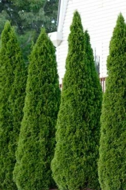 Emerald Green Arborvitae - 5 Gallon Pot -Wilson Bros Gardens Shop thuja occidentalis emerald green arborvitae 101 1