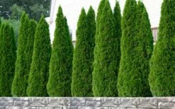 Emerald Green Arborvitae - 1 Gallon Pot -Wilson Bros Gardens Shop thuja occidentalis emerald green arborvitae 102 4
