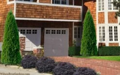 Emerald Green Arborvitae - 7 Gallon Pot (4-5') -Wilson Bros Gardens Shop thuja occidentalis emerald green arborvitae 106 3