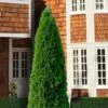 Emerald Green Arborvitae - 2.5 Quart Pot