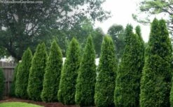Emerald Green Arborvitae - 7 Gallon Pot (3-4') -Wilson Bros Gardens Shop thuja occidentalis emerald green arborvitae 109 2