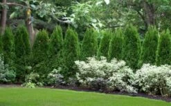 Emerald Green Arborvitae - 5 Gallon Pot -Wilson Bros Gardens Shop thuja occidentalis emerald green arborvitae 110 1