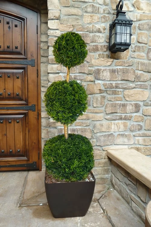 Emerald Green Arborvitae Poodle Tier Topiary (3 Ball) - 5 Gallon Pot 1 Emerald Green Arborvitae Poodle Tier Topiary (3 Ball) - 5 Gallon Pot