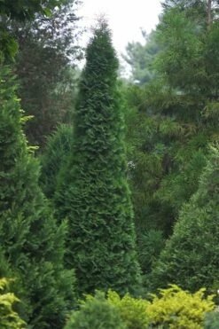 North Pole Arborvitae (Thuja) - 2 Gallon Pot -Wilson Bros Gardens Shop thuja occidentalis north pole arborvitae 1 1