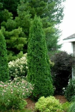 North Pole Arborvitae (Thuja) - 2 Gallon Pot -Wilson Bros Gardens Shop thuja occidentalis north pole arborvitae 2 1