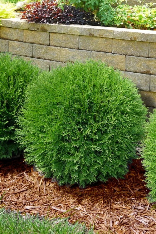 Planet Earth Arborvitae - 3 Gallon Pot 4 Planet Earth Arborvitae - 3 Gallon Pot - Image 4