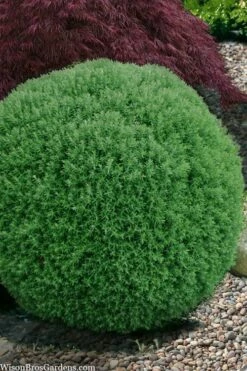 Teddy Dwarf Globe Arborvitae (Thuja) - 1 Gallon Pot