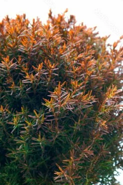 Teddy Dwarf Globe Arborvitae (Thuja) - 1 Gallon Pot -Wilson Bros Gardens Shop thuja occidentalis teddy dwarf globe arborvitae 4