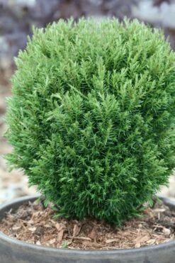 Teddy Dwarf Globe Arborvitae (Thuja) - 1 Gallon Pot -Wilson Bros Gardens Shop thuja occidentalis teddy dwarf globe arborvitae 5