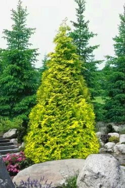 New Release 9 Sunshine Arborvitae (Thuja) - 1 Gallon Pot