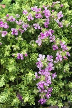 Highland Cream Creeping Thyme - 5 Pack Of Quart Pots 11 Highland Cream Creeping Thyme - 5 Pack Of Quart Pots -Wilson Bros Gardens Shop thyme highland cream 500x750 1