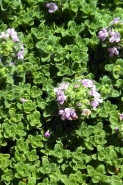 Leprechaun Creeping Thyme - 6 Pack Of Pint Pots -Wilson Bros Gardens Shop thyme leprechaun 500x750 1