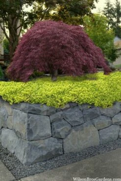 Archers Gold Lemon Thyme - Thymus Citriodorus - 10 Pack Of Pint Pots