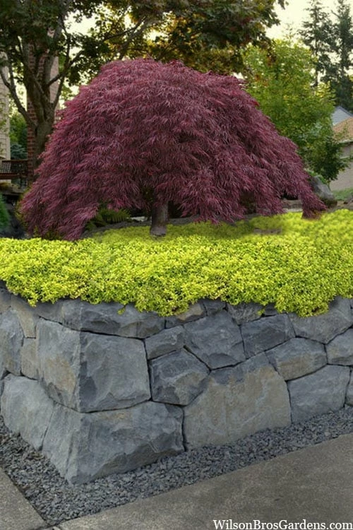 Archers Gold Lemon Thyme - Thymus Citriodorus - 10 Pack Of Pint Pots 1 Archers Gold Lemon Thyme - Thymus Citriodorus - 10 Pack Of Pint Pots