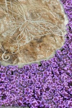 Caborn Wine & Roses Creeping Thyme - 5 Pack Of Pint Pots -Wilson Bros Gardens Shop thymus caborn wine and roses 2