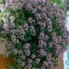 Doone Valley Thyme - 6 Pack Of Pink Pots