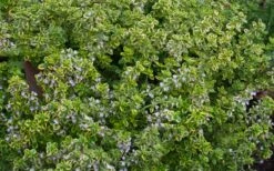 Golden Lemon Thyme (Thymus Citriodorus 'Aurea') - 6 Pack Of Pint Pots -Wilson Bros Gardens Shop thymus citriodorus golden lemon thyme 4