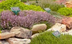 Spicy Orange Thyme - 6 Pack Of Pint Pots -Wilson Bros Gardens Shop thymus citriodorus golden lemon thyme 5