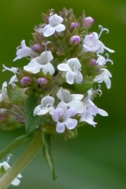 Lemon Thyme (Thymus Citriodorus) - 6 Pack Of Pint Pots -Wilson Bros Gardens Shop thymus citriodorus lemon thyme 1