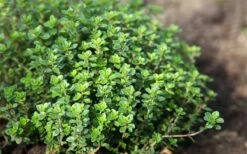 Lemon Thyme (Thymus Citriodorus) - 6 Pack Of Pint Pots -Wilson Bros Gardens Shop thymus citriodorus lemon thyme 3