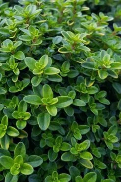 Lemon Creeping Thyme - 6 Pack Of Pint Pots -Wilson Bros Gardens Shop thymus citrriodorus lemon thyme 1