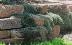 Woolly Creeping Thyme (Thymus Lanuginosis) - 6 Pack Of Pint Pots -Wilson Bros Gardens Shop thymus lanuginosis wooly thyme 4 1