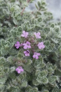 Woolly Creeping Thyme (Thymus Lanuginosis) - 6 Pack Of Pint Pots -Wilson Bros Gardens Shop thymus lanuginosis wooly thyme 5 1