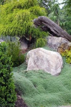 Woolly Creeping Thyme (Thymus Lanuginosis) - 6 Pack Of Pint Pots -Wilson Bros Gardens Shop thymus lanuginosis wooly thyme 8 1