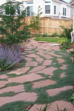Woolly Creeping Thyme (Thymus Lanuginosis) - 6 Pack Of Pint Pots -Wilson Bros Gardens Shop thymus lanuginosis wooly thyme 9 1