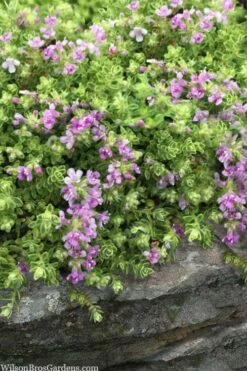 Highland Cream Creeping Thyme - 5 Pack Of Quart Pots 9 Highland Cream Creeping Thyme - 5 Pack Of Quart Pots -Wilson Bros Gardens Shop thymus praecox highland creeping thyme 1