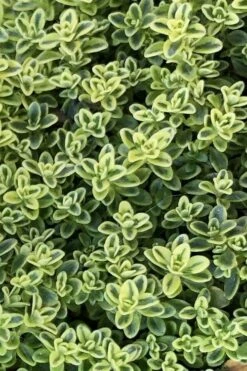 Highland Cream Creeping Thyme - 5 Pack Of Quart Pots 10 Highland Cream Creeping Thyme - 5 Pack Of Quart Pots -Wilson Bros Gardens Shop thymus praecox highland creeping thyme 4