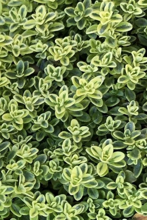 Highland Cream Creeping Thyme - 5 Pack Of Quart Pots 5 Highland Cream Creeping Thyme - 5 Pack Of Quart Pots - Image 5