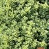 Highland Cream Creeping Thyme - 5 Pack Of Quart Pots