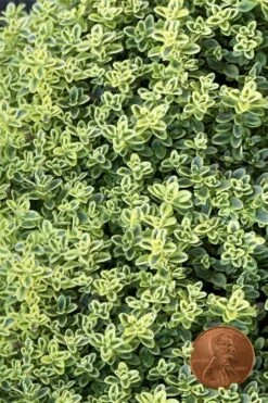 Highland Cream Creeping Thyme - 5 Pack Of Quart Pots
