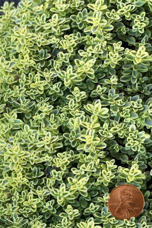 Highland Cream Creeping Thyme - 5 Pack Of Quart Pots 1 Highland Cream Creeping Thyme - 5 Pack Of Quart Pots
