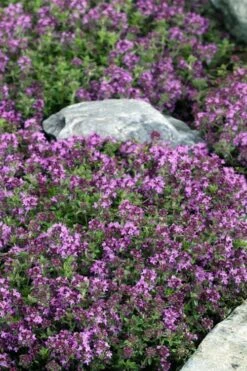 Magic Carpet Creeping Thyme (Thymus Serpyllum) - 6 Pack Of Pint Pots -Wilson Bros Gardens Shop thymus serpyllum magic carpet creeping thyme 2