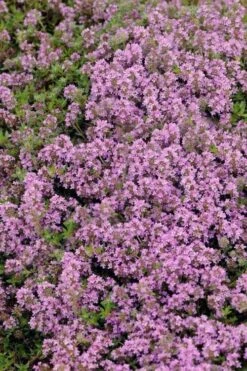 Magic Carpet Creeping Thyme (Thymus Serpyllum) - 6 Pack Of Pint Pots -Wilson Bros Gardens Shop thymus serpyllum magic carpet creeping thyme 7