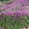 Magic Carpet Creeping Thyme (Thymus Serpyllum) - 6 Pack Of Pint Pots