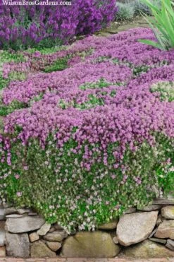 Magic Carpet Creeping Thyme (Thymus Serpyllum) - 6 Pack Of Pint Pots