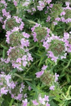 Spicy Orange Thyme - 6 Pack Of Pint Pots -Wilson Bros Gardens Shop thymus spicy orange thyme 11