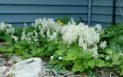 Oakleaf Foamflower (Tiarella Cordifolia) - 1 Gallon Pot -Wilson Bros Gardens Shop tiarella cordifolia oakleaf foamflower 24