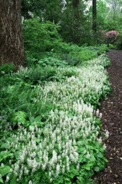 Oakleaf Foamflower (Tiarella Cordifolia) - 1 Gallon Pot -Wilson Bros Gardens Shop tiarella cordifolia oakleaf foamflower 25