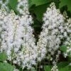 Oakleaf Foamflower (Tiarella Cordifolia) - 1 Gallon Pot