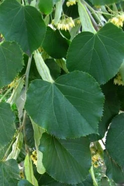American Basswood Tree (Tilia Americana) - 3 Gallon Pot -Wilson Bros Gardens Shop tilia americana basswood tree 1
